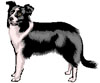 We welcome well behaved dogs at Poppyland