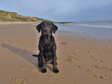 Astrid on Overstrand Beach near Poppyland dog friendly Touring Caravan Park, Norfolk